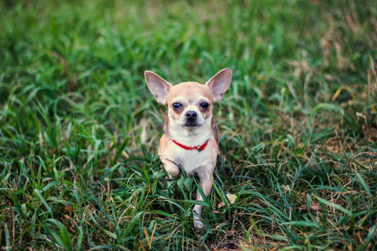 Собачка чихуахуа