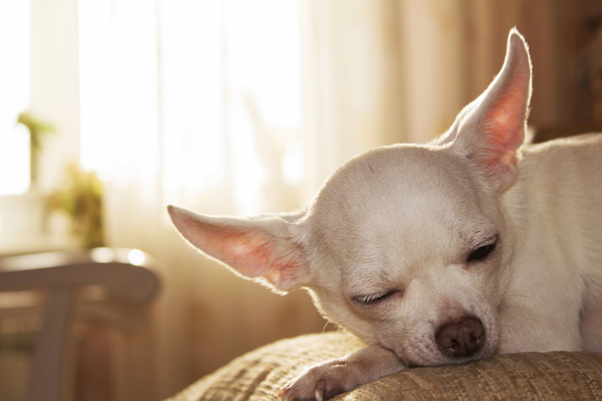 Псина чихуахуа