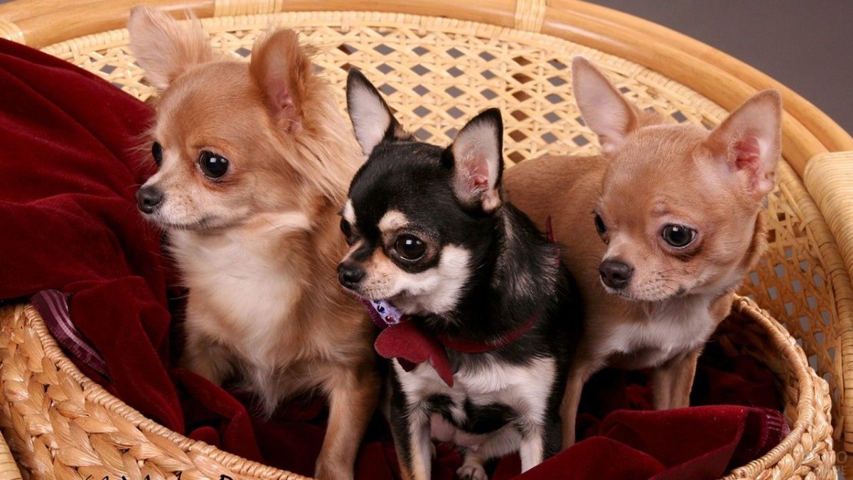 Собака чихуахуа