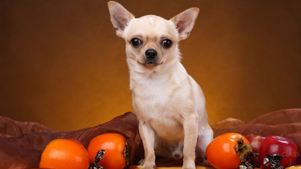 Чихуахуа Чивава