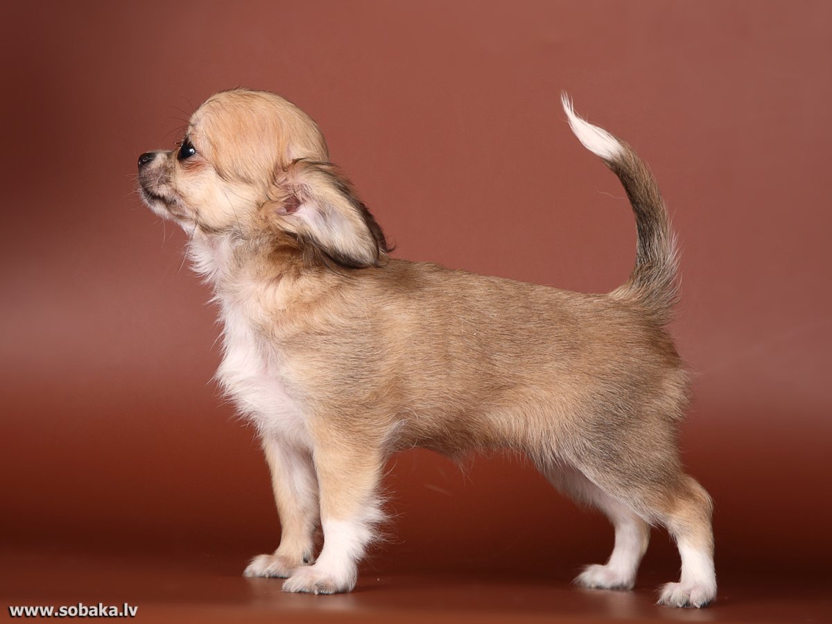 Мексиканский чихуахуа длинношерстный