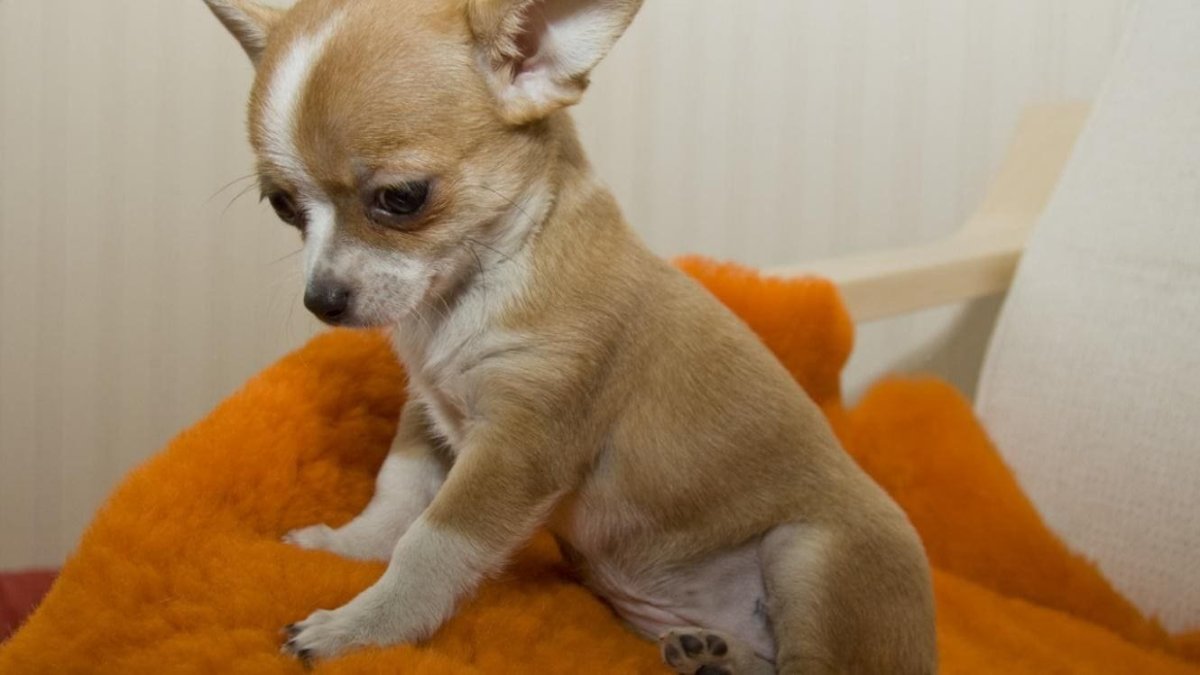 Чихуахуа палевый