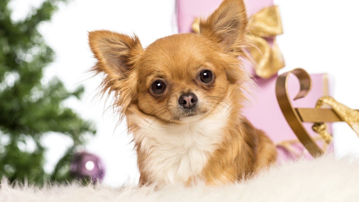 Чау Хуа длинношерстная