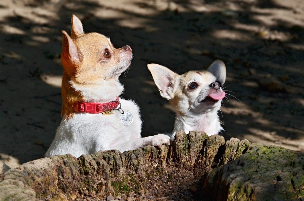 Мексиканский терьер чихуахуа
