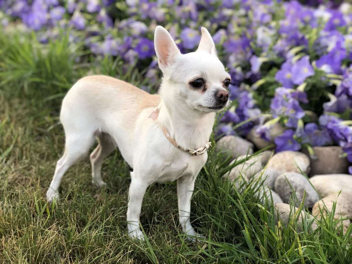 Чихуахуа собачка длинношерстная