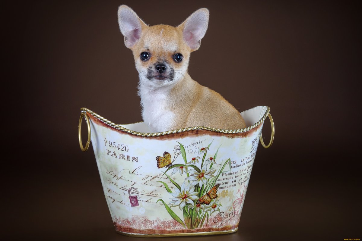 Чихуахуа Дафни