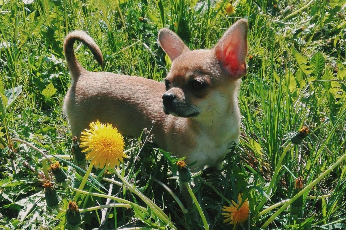 Карликовый чихуахуа