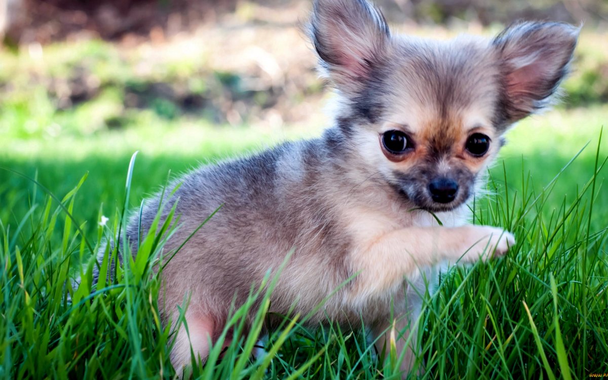 Чихуахуа пушистые