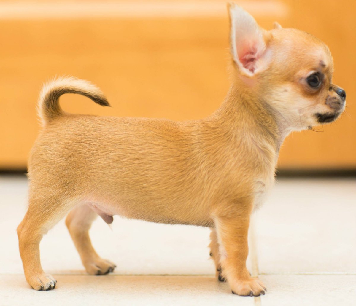 Чихуахуа короткошерстные