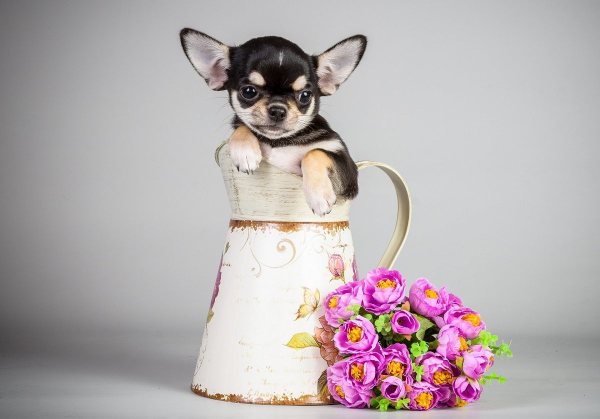 Чихуа Хуа с цветами