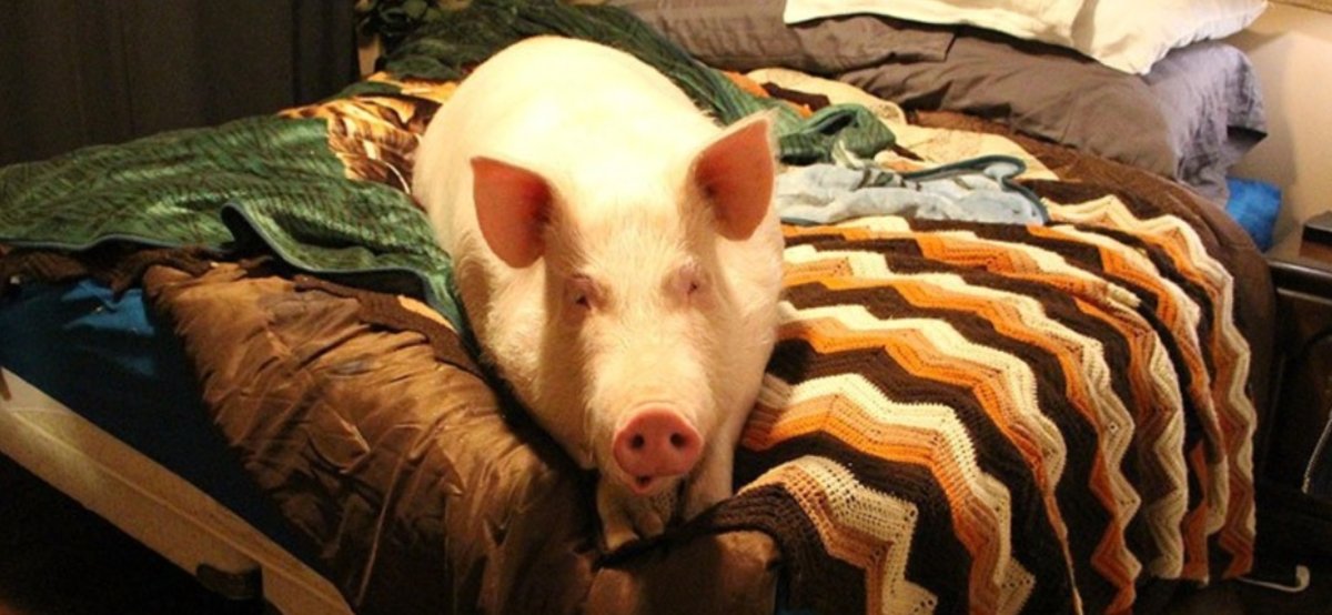 Свинья в кровати
