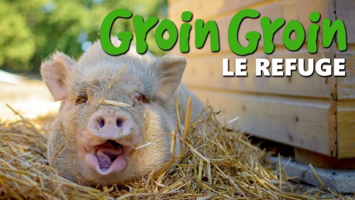 Пигги новый год