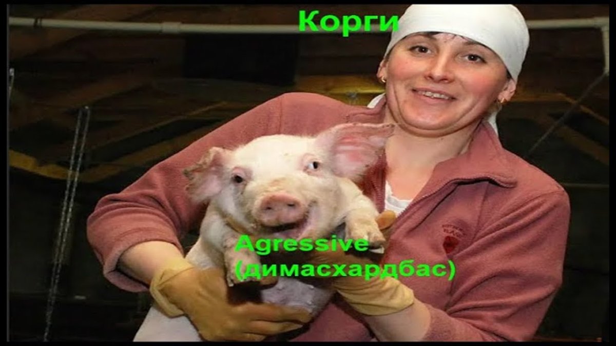 Поросенок в наушниках