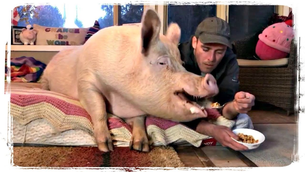 Поросенок за столом