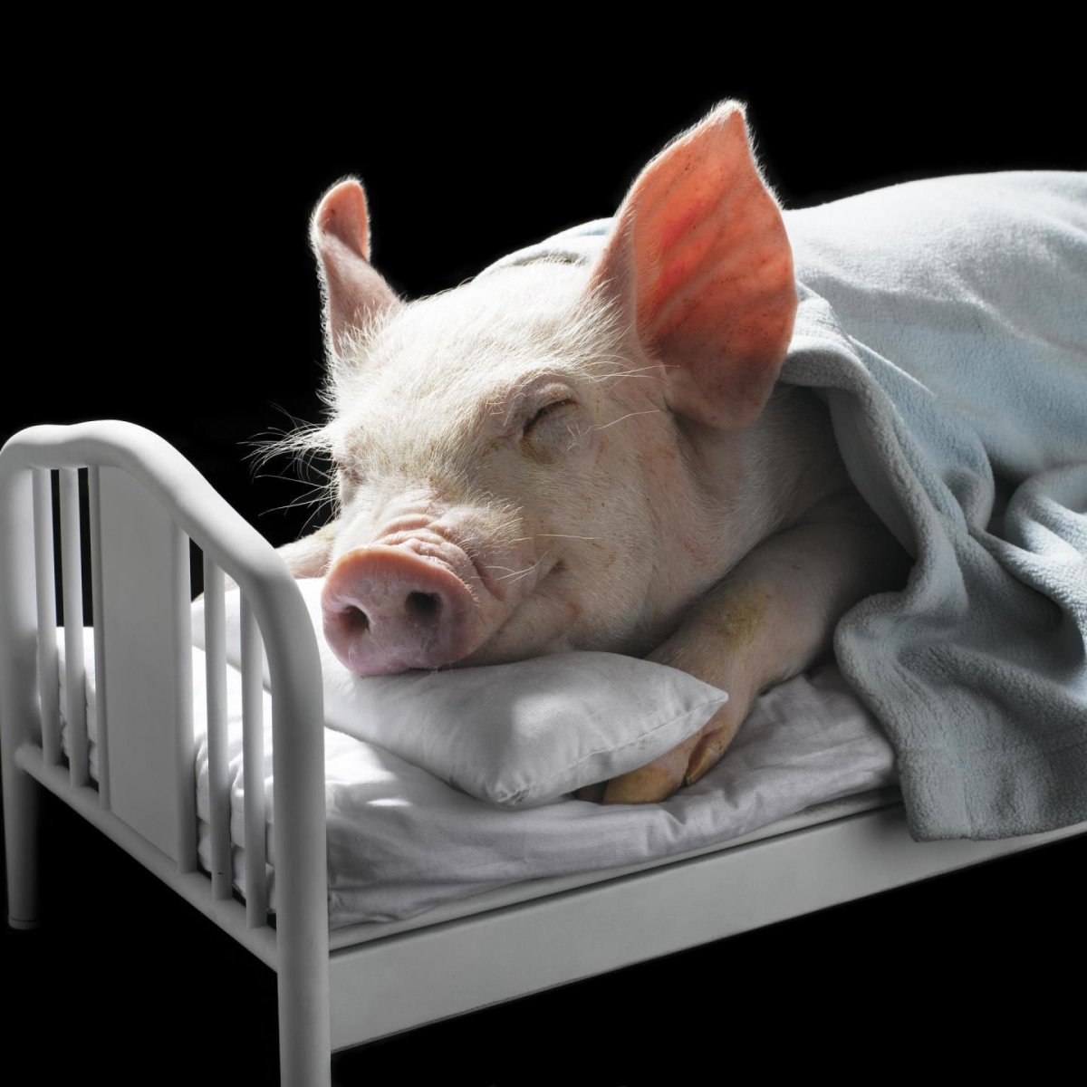 Свинья художник