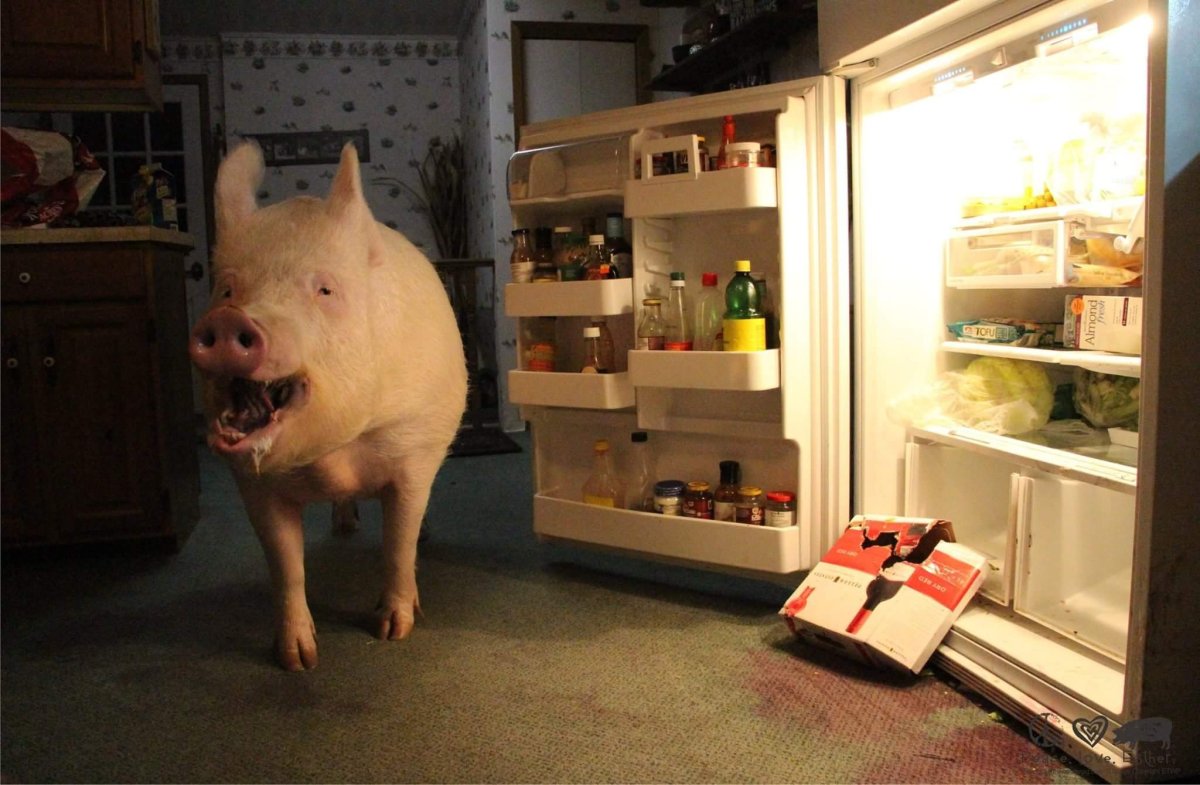 Свинья в квартире