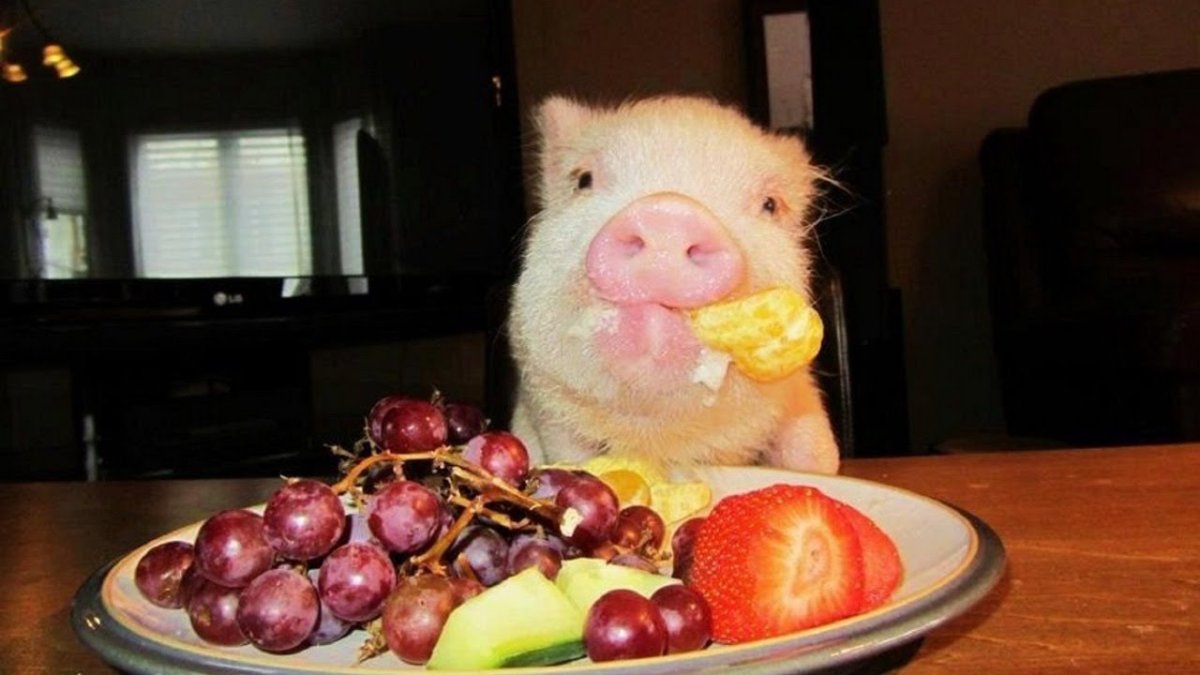 Поросенок кушает