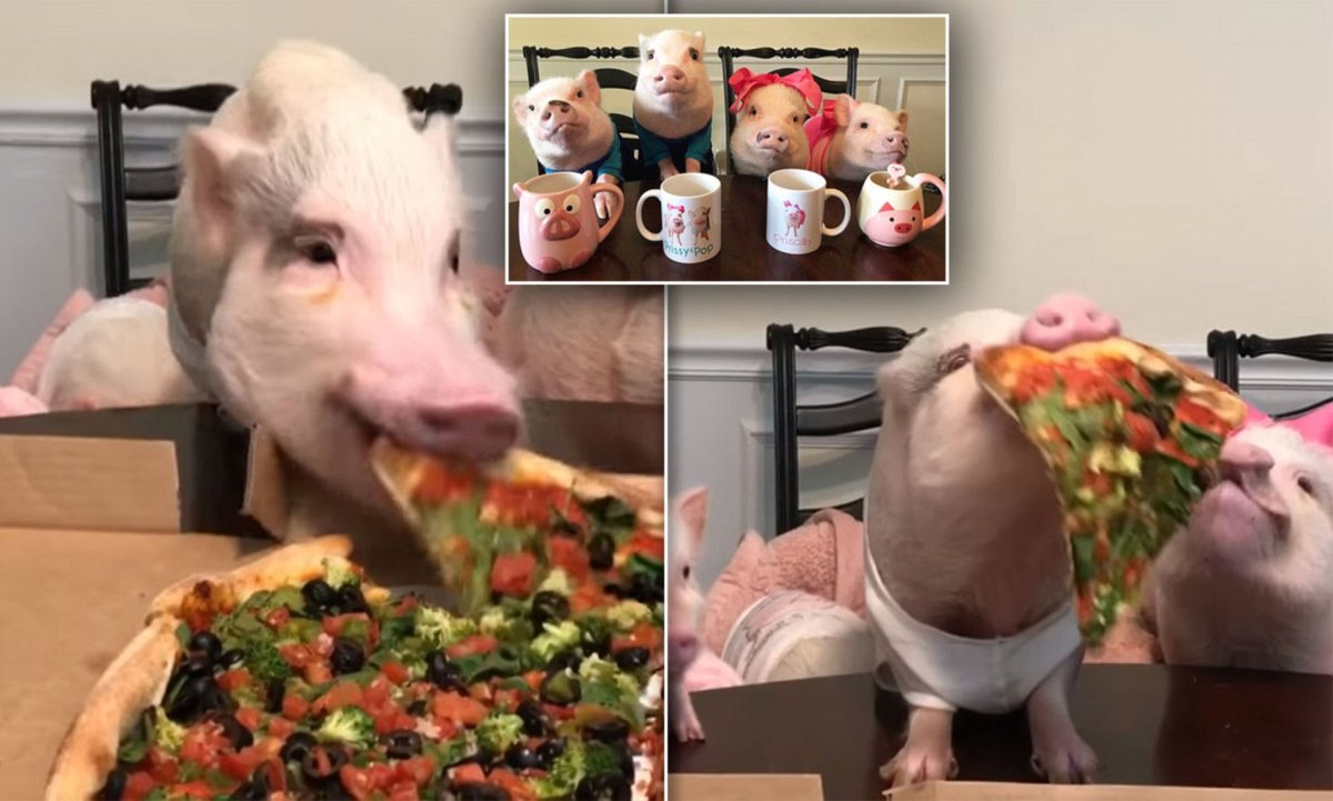 Поросенок ест