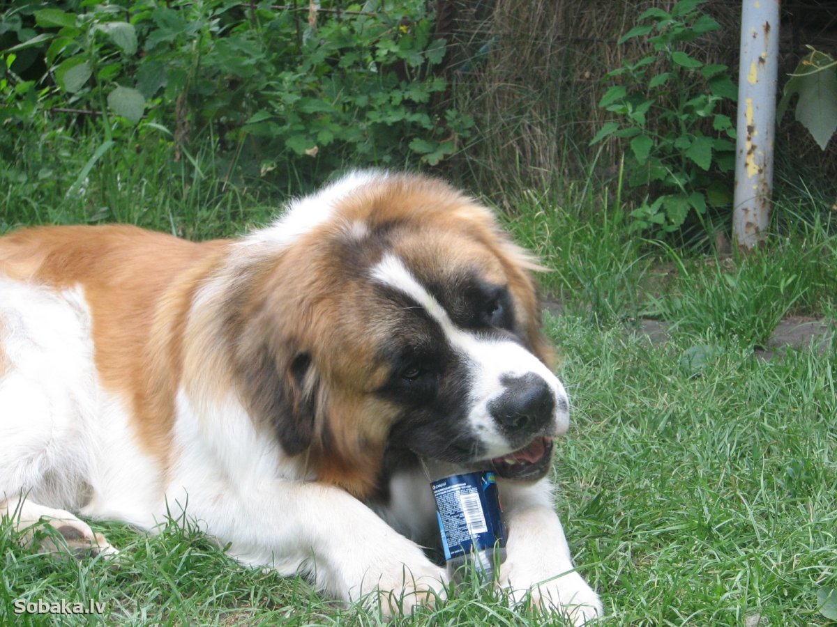 Московская сторожевая смесь с овчаркой