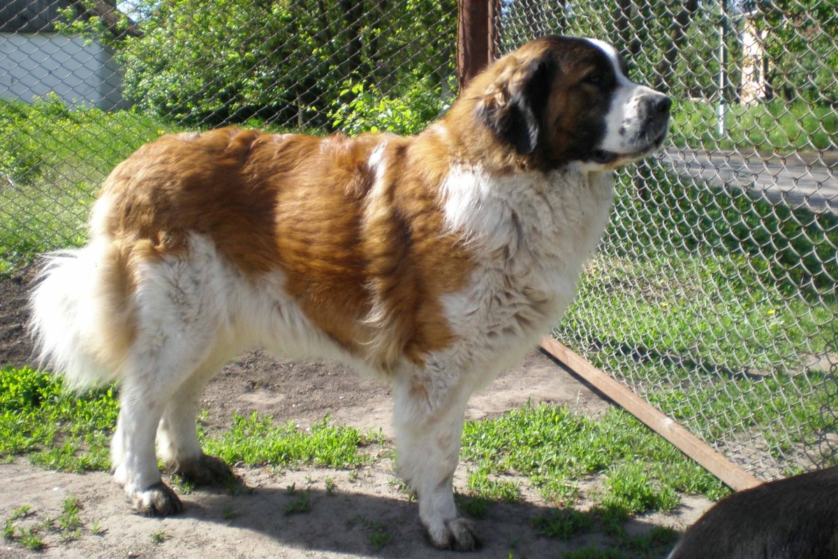 Кавказская овчарка Сенбернар Московская сторожевая