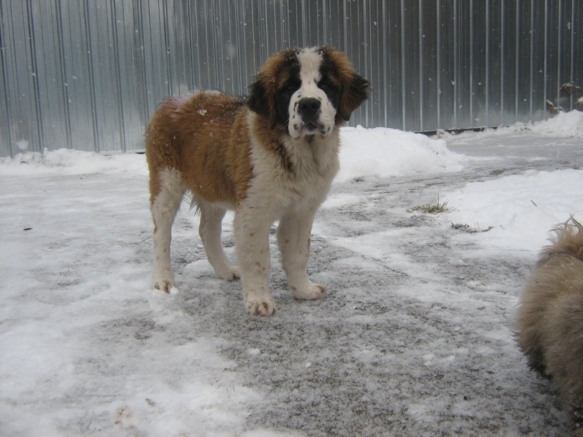 Метис кавказской овчарки