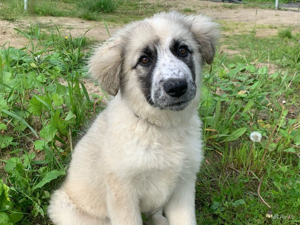 Московская сторожевая метис 2 месяца