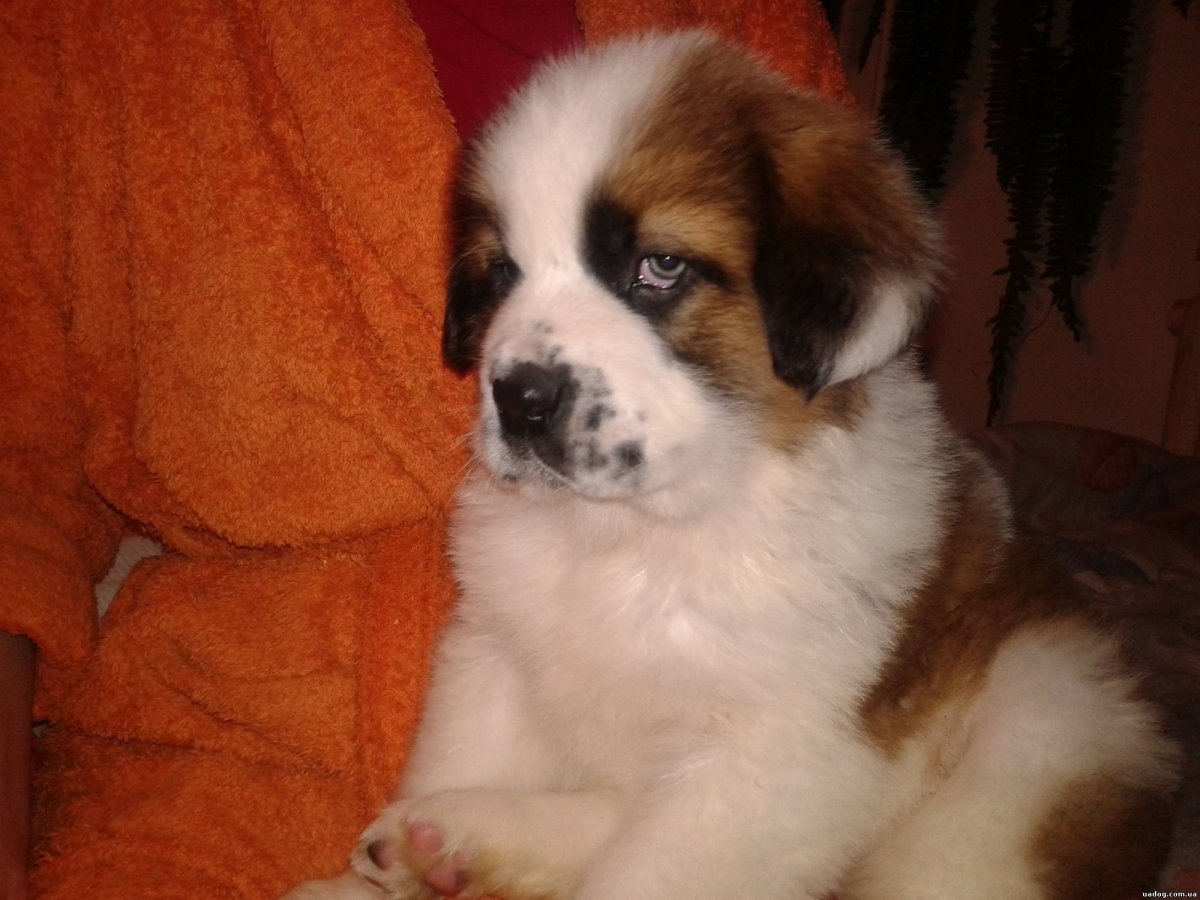 Московская сторожевая щенок 3 месяца