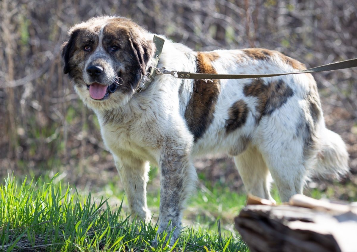 Помесь сенбернара и Московской сторожевой
