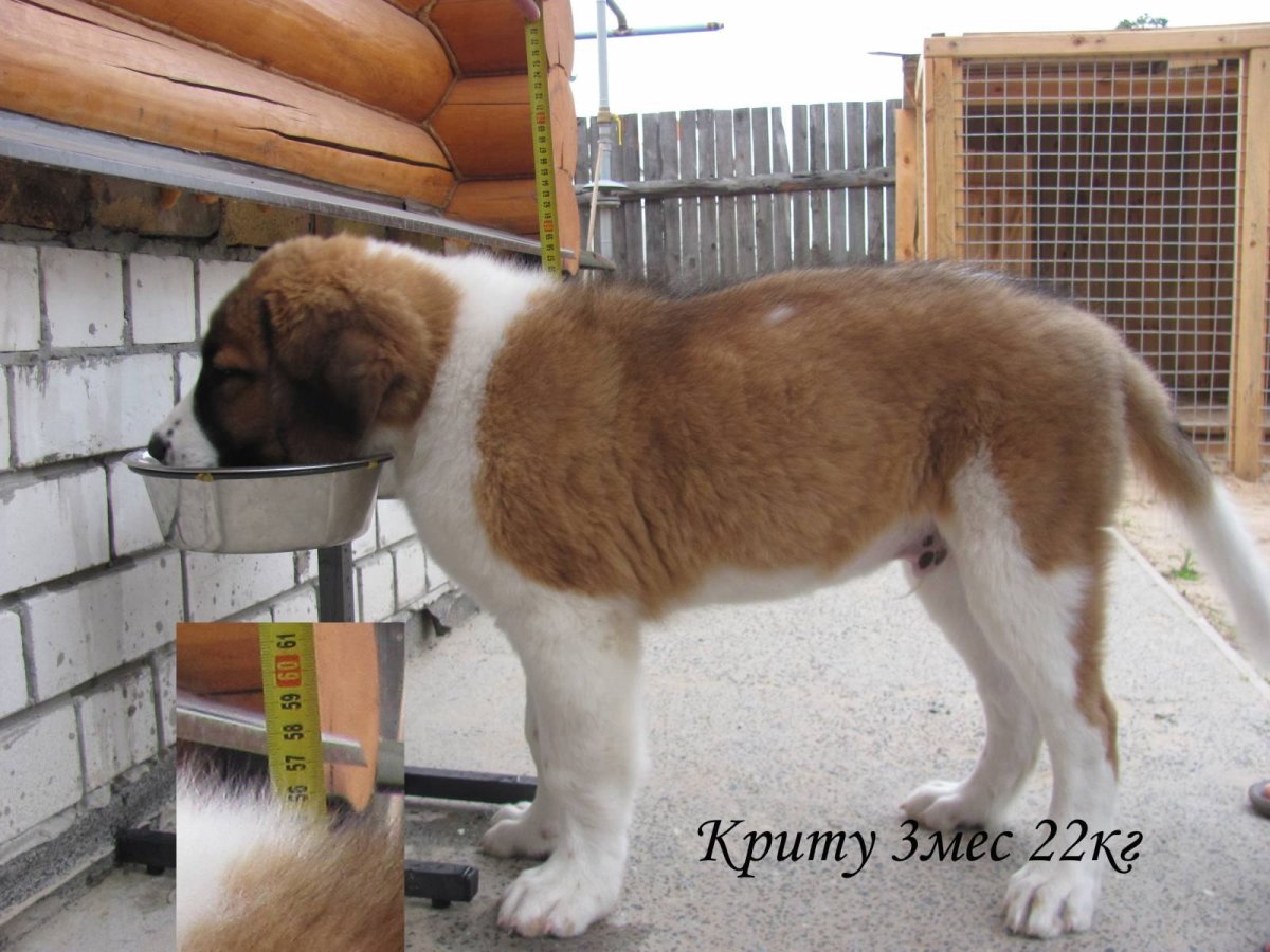 Длинношерстный Сенбернар