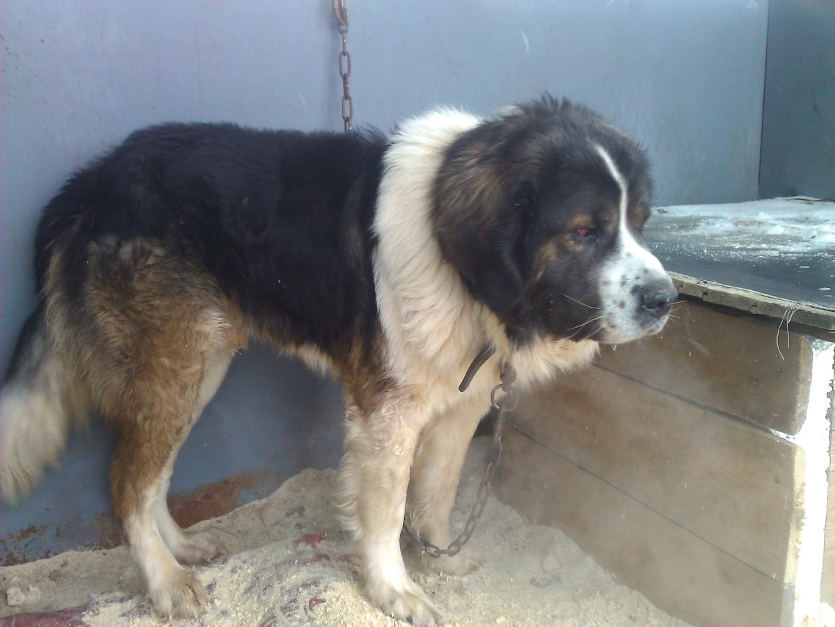 Помесь кавказской овчарки