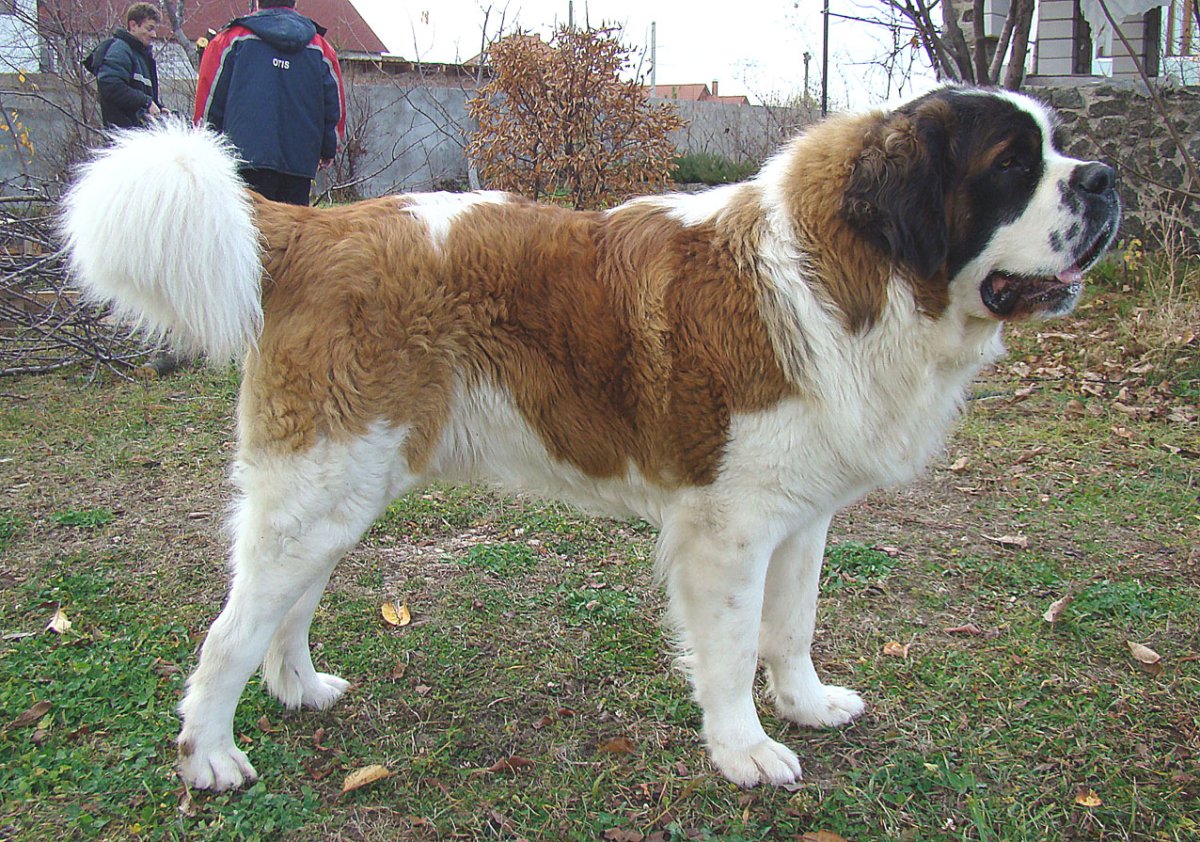 Московская сторожевая белая