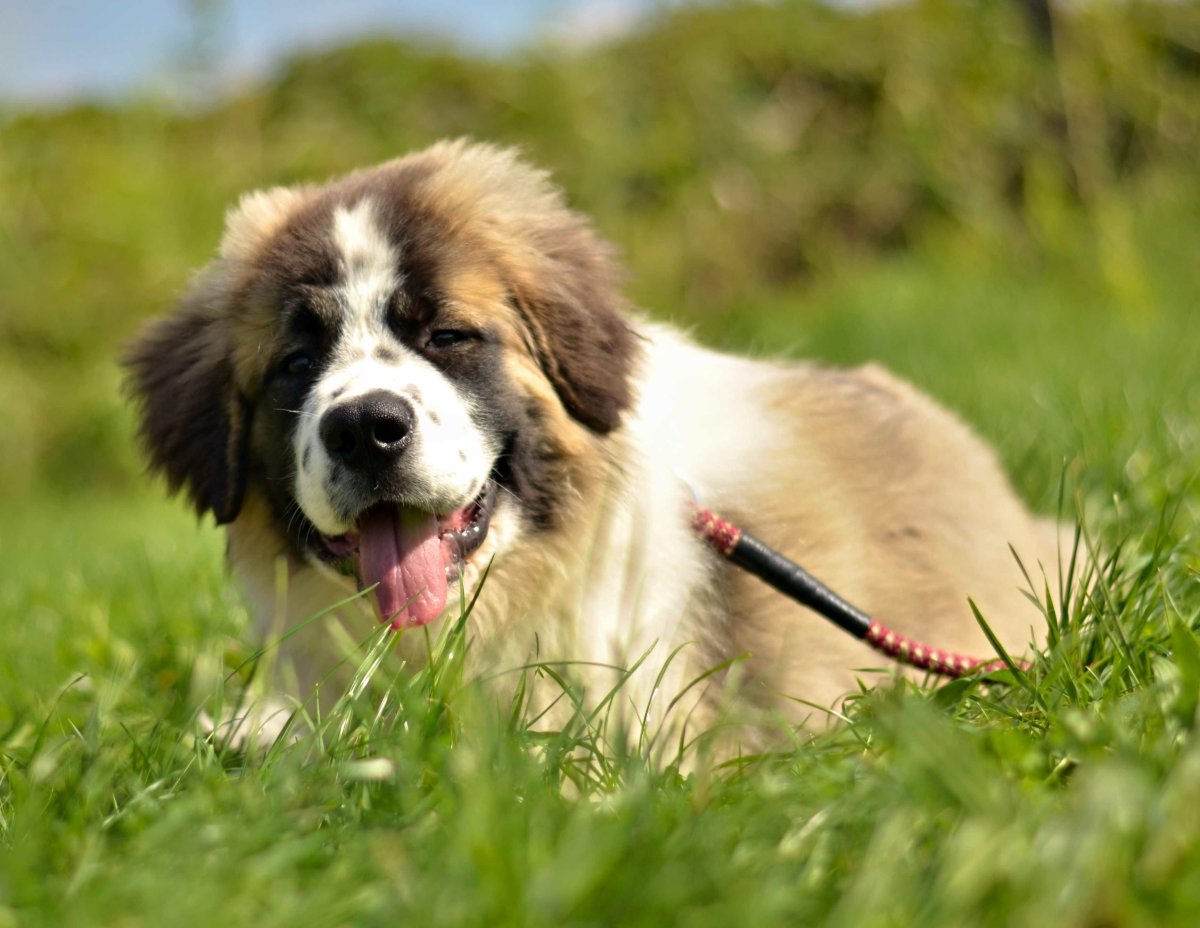 Московская сторожевая собака