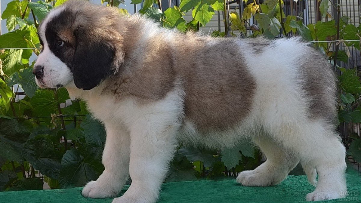 Длинношерстный Сенбернар