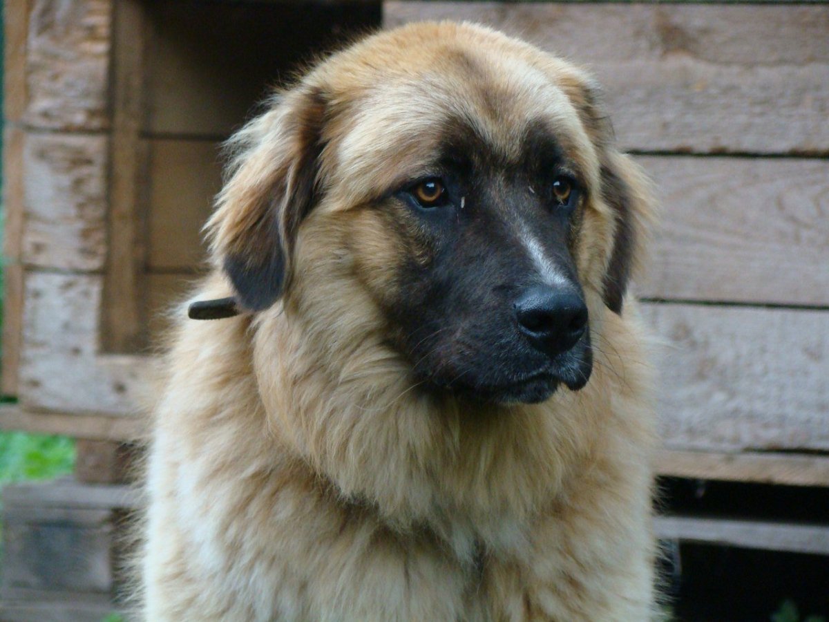 Московская сторожевая овчарка