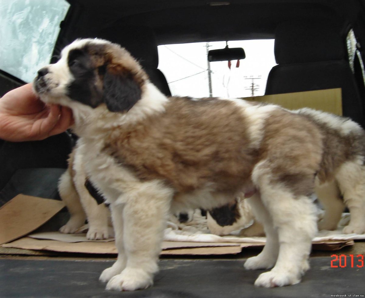 Длинношерстный Сенбернар