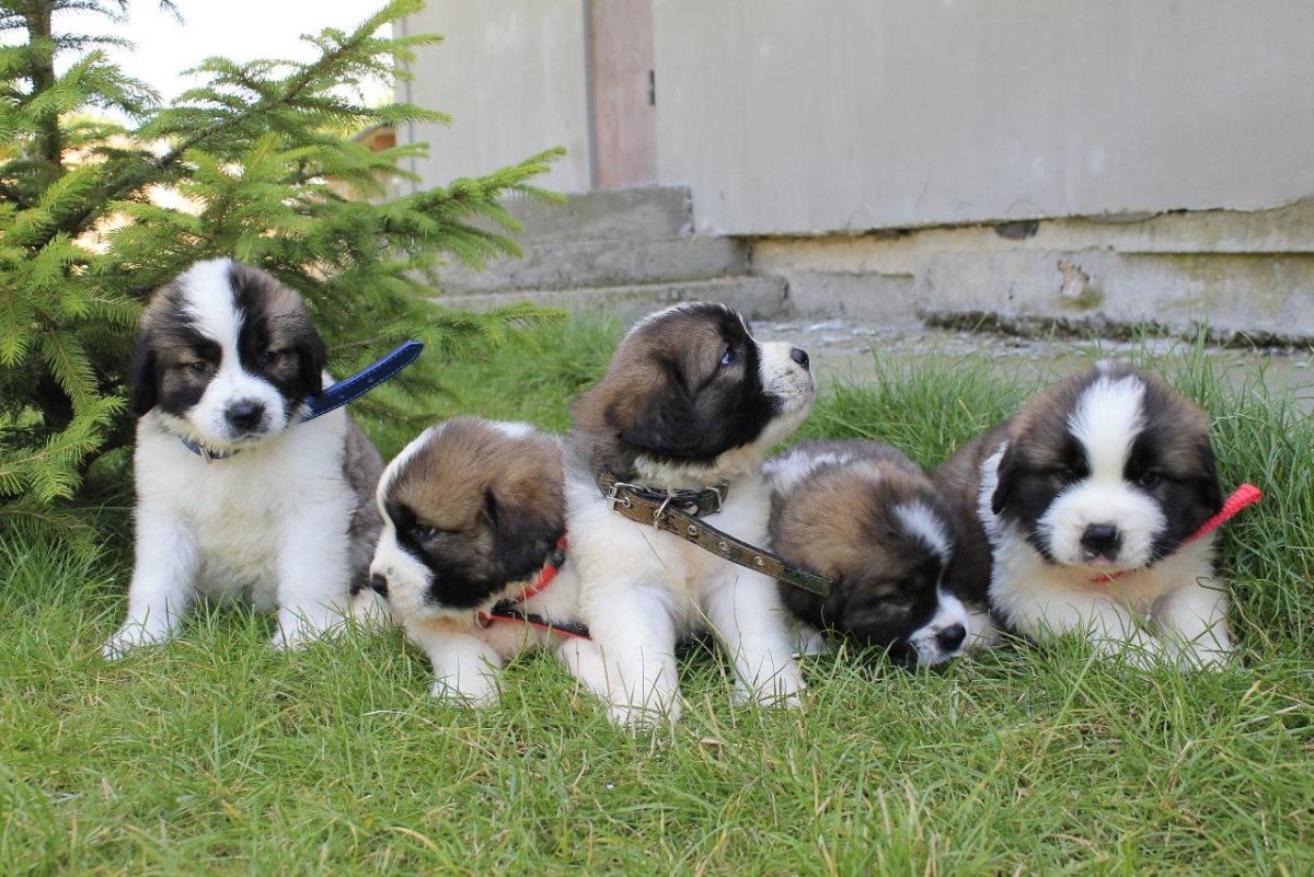 Сенбернар и Шотландская колли