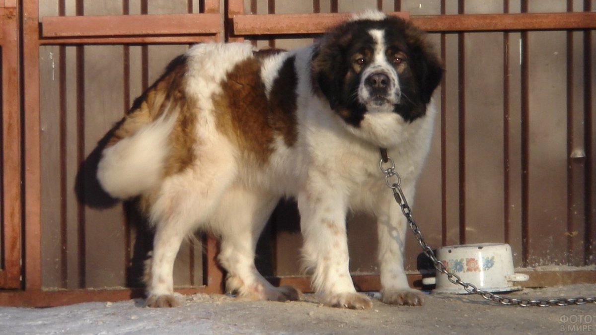 Сенбернар и алабай