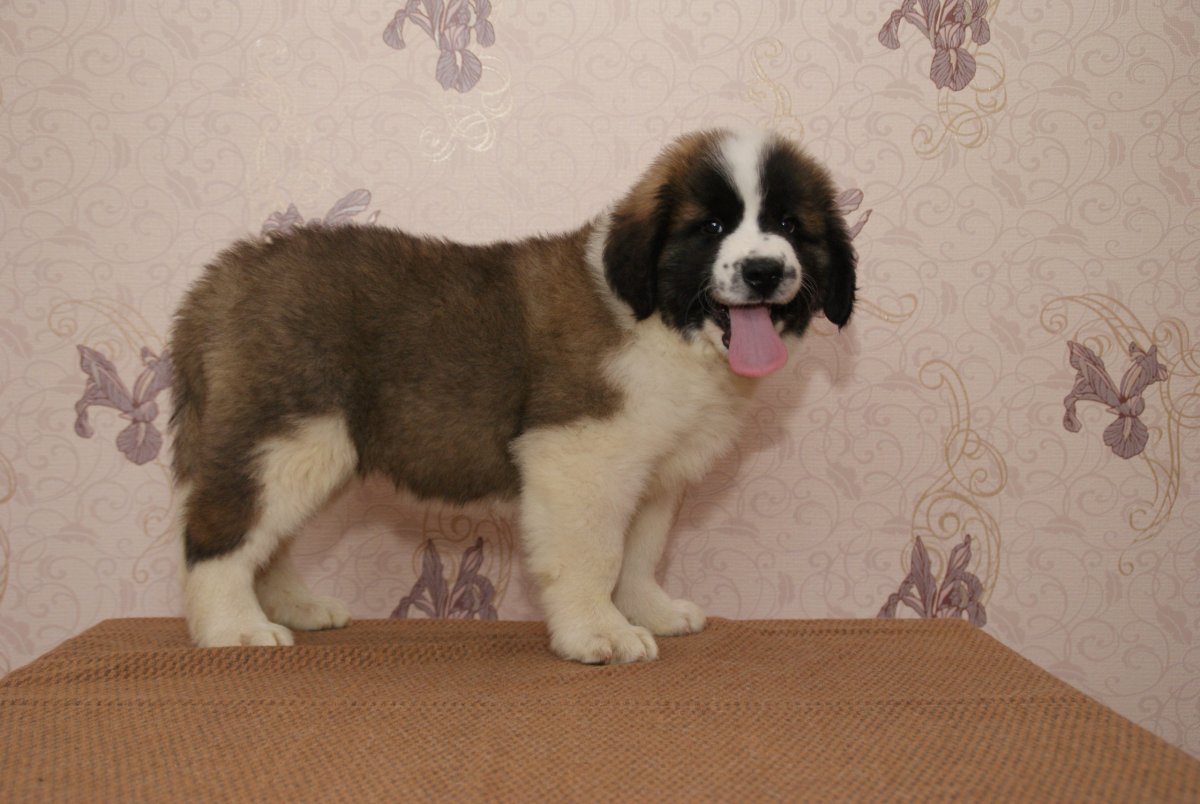 Кавказец Московская сторожевая