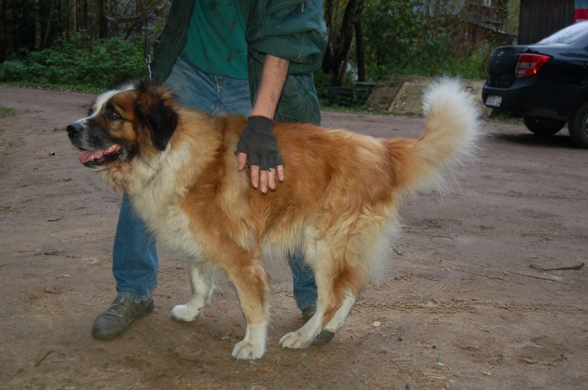 Сенбернар Бенедиктин