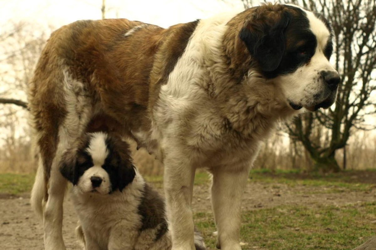 Милые дворняжки