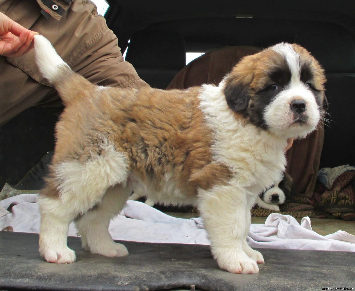 Помесь Московской сторожевой и спаниэля