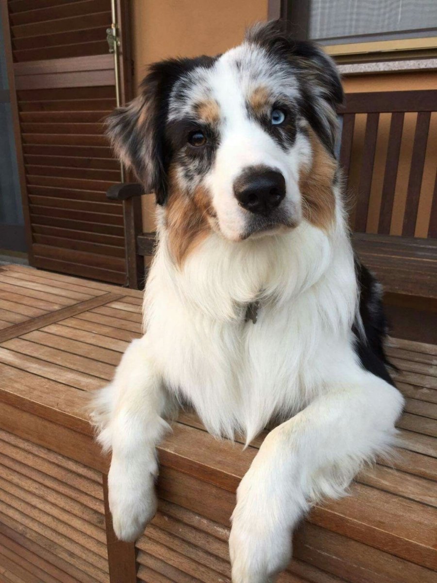 Помесь Московская сторожевая и алабай