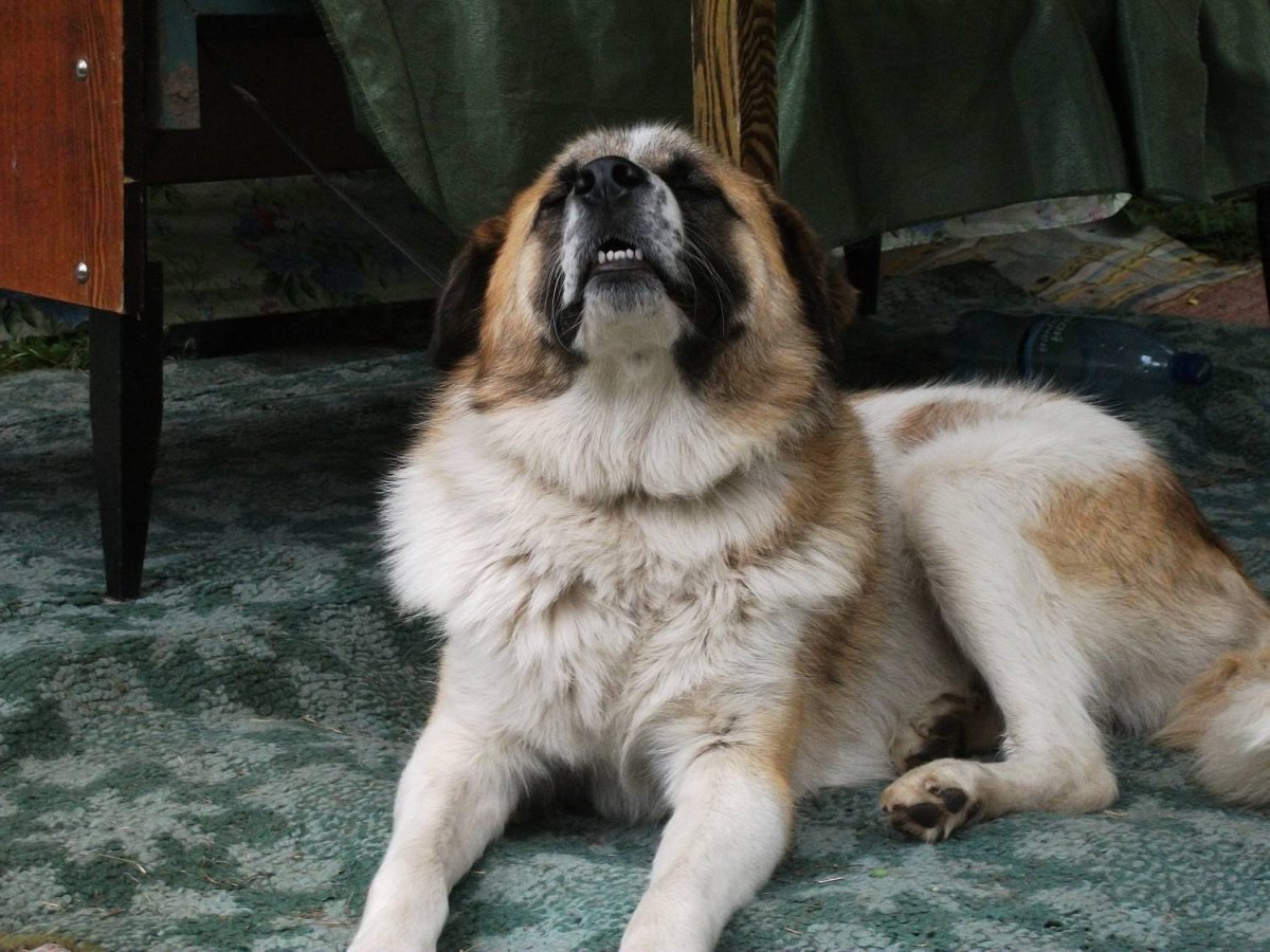 Московская сторожевая собака щенки