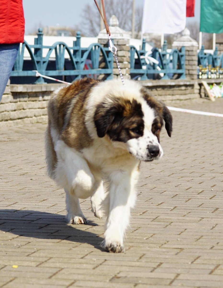 Метис сенбернара и аусси