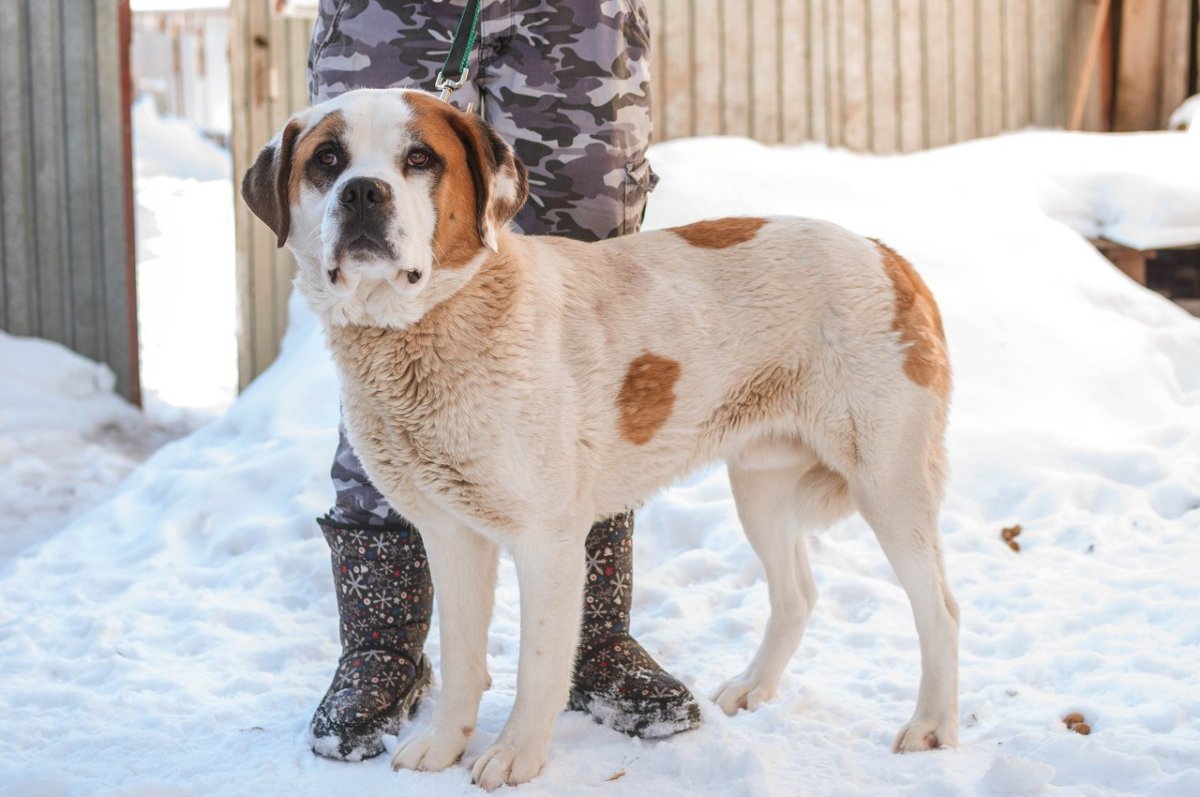 Метис Московская сторожевая маламут
