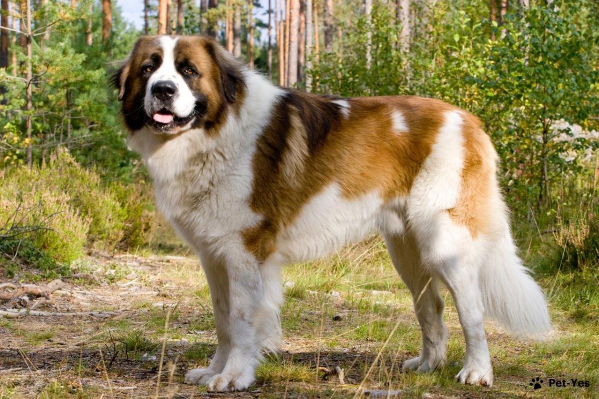 Метис Московской сторожевой