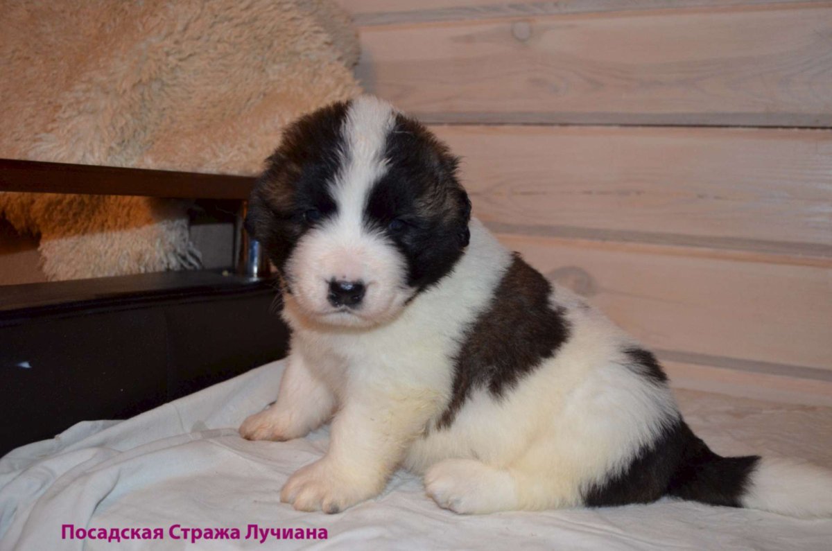 Сенбернар и алабай