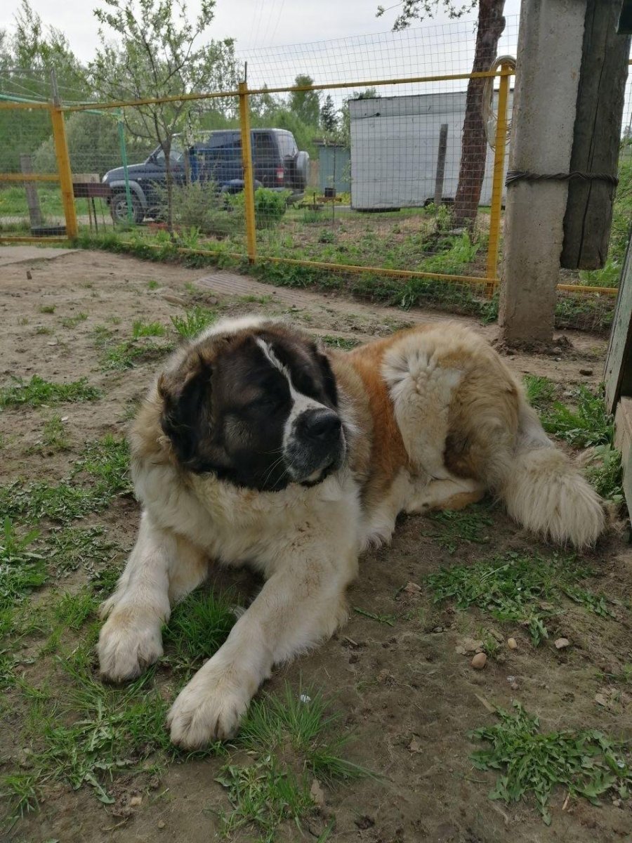 Метис Московской сторожевой