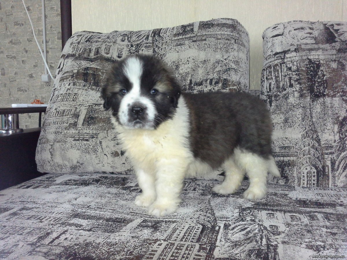 Метис Московской сторожевой