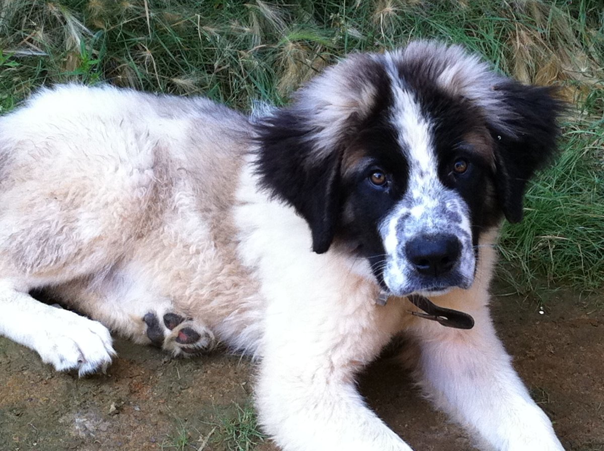 Московская сторожевая и алабай метис